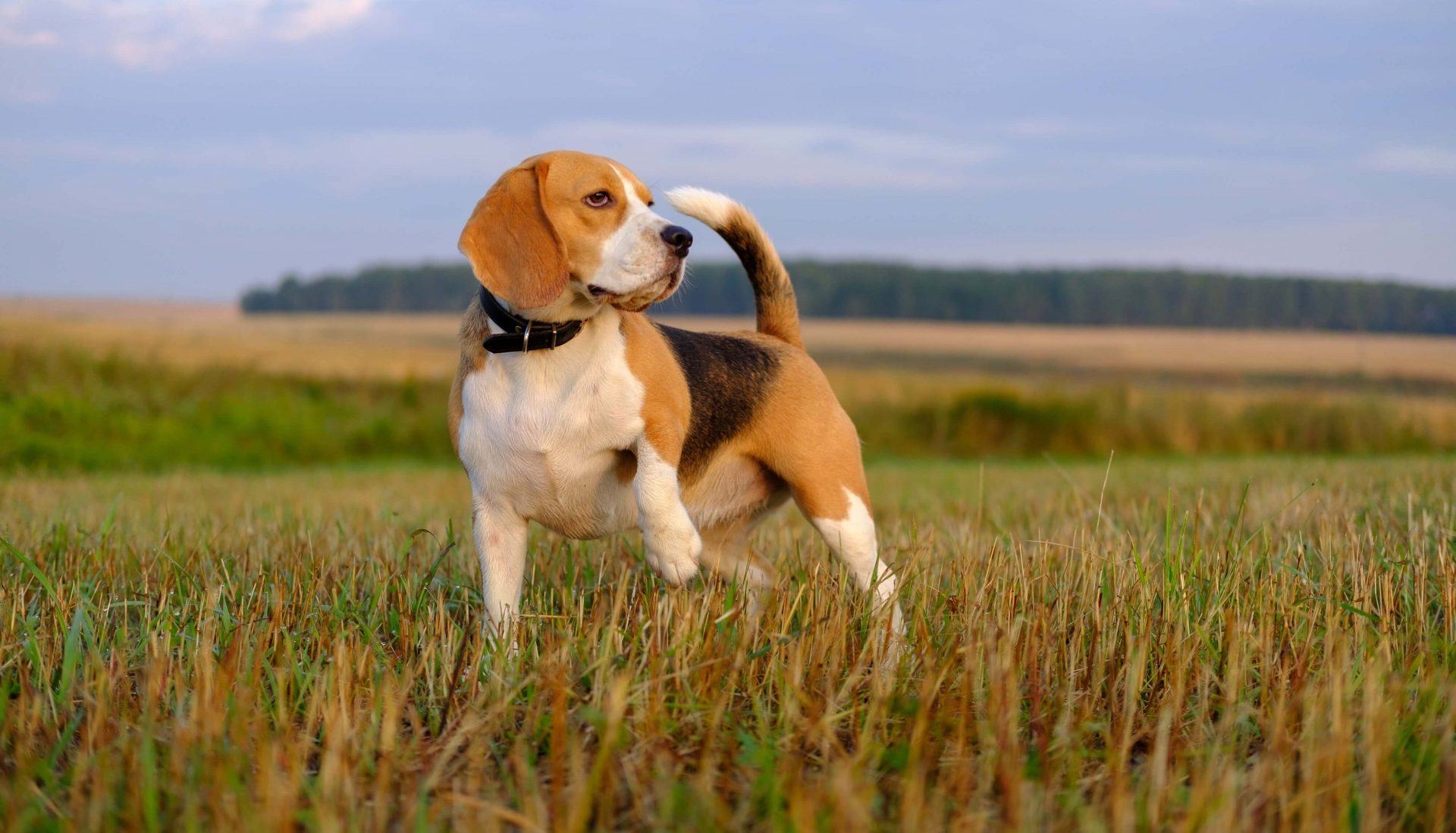 FCI-Gruppen - Beagle