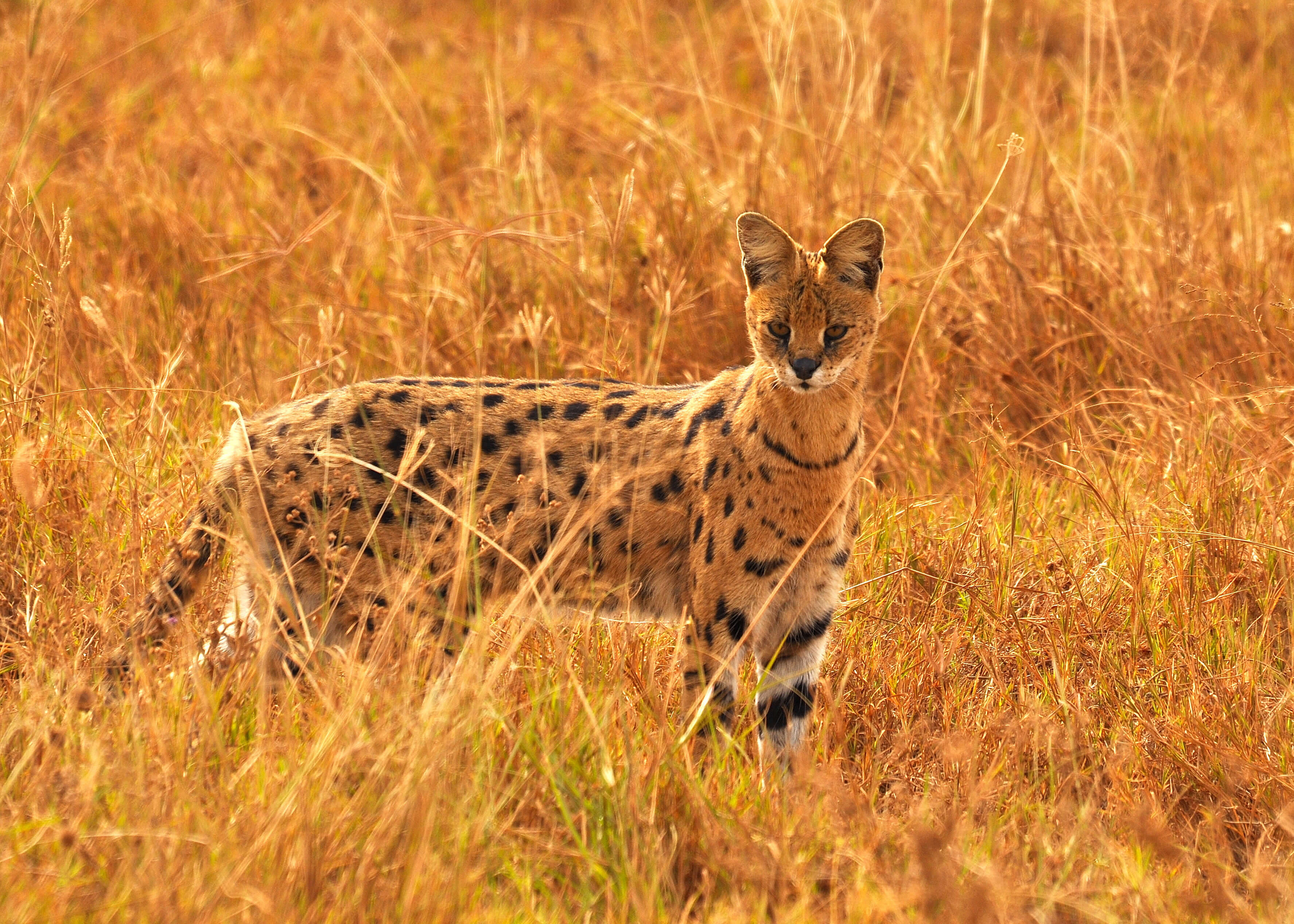 Serval