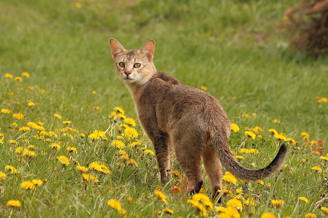 Chausie im Garten