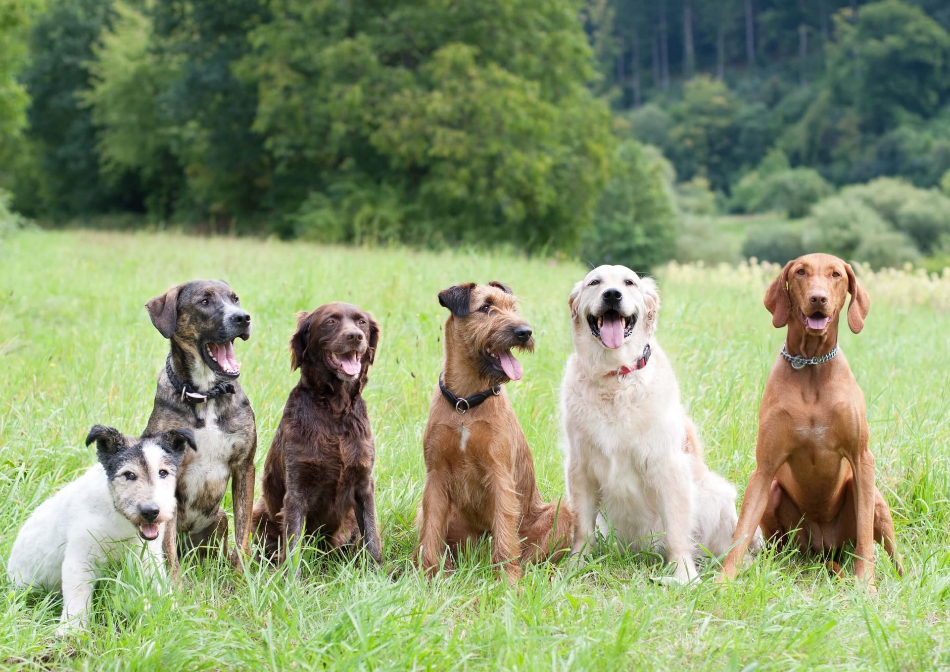 Animal Planet Hunde 6 verschiedene Hunde Rassen zur Auswahl 