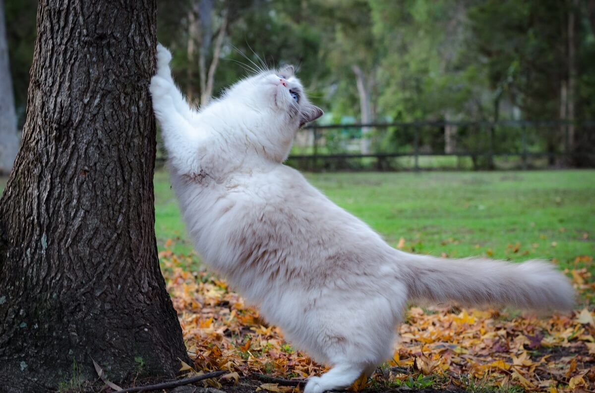 Ragdoll Kratz am Baum