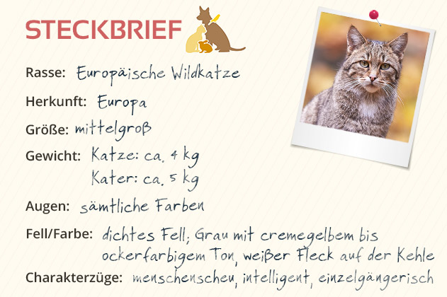 Wildkatze