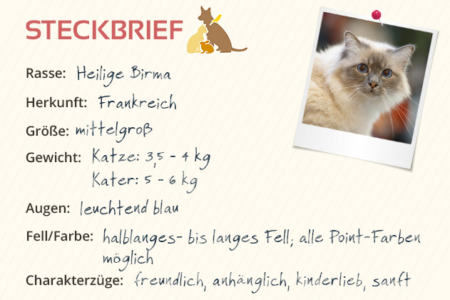 Heilige Birma