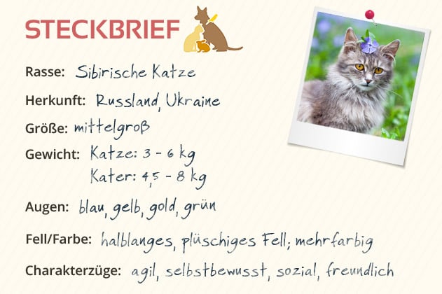 Sibirische Katze