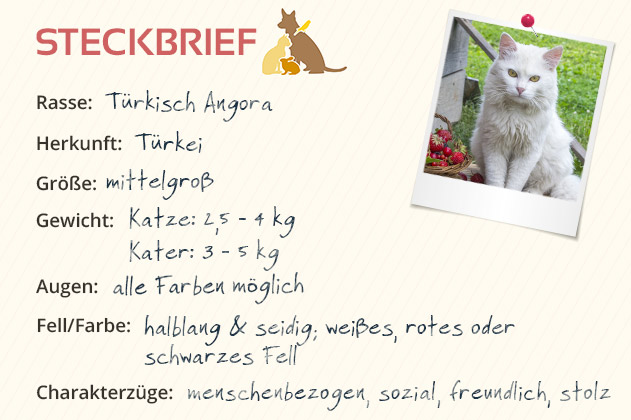 Türkisch Angora