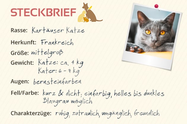 Kartäuser Katze