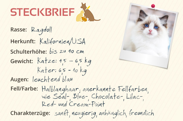 Ragdoll