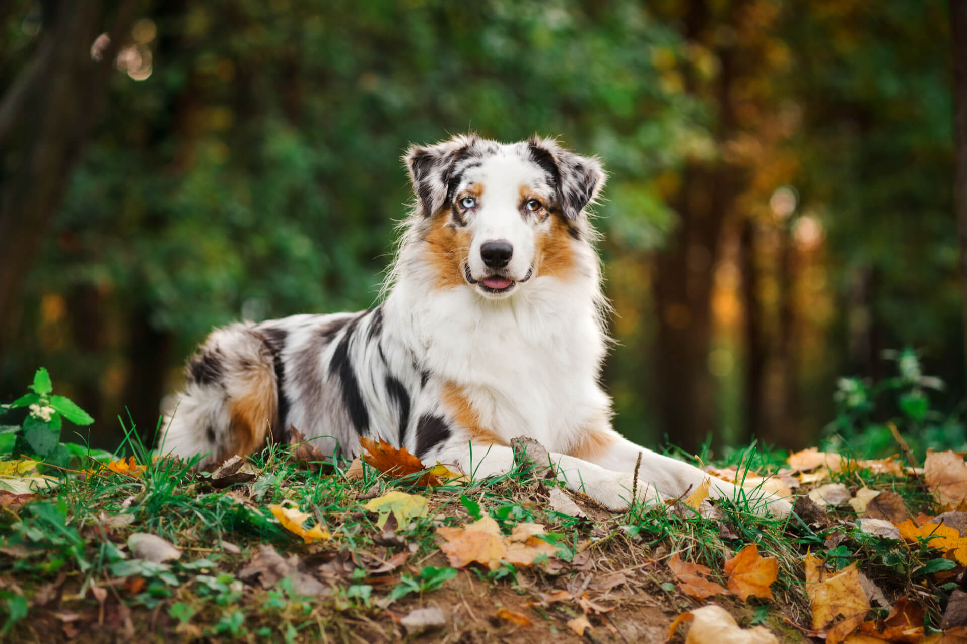 Overflødig kløft indrømme Australian Shepherd Steckbrief | Charakter, Wesen & Haltung