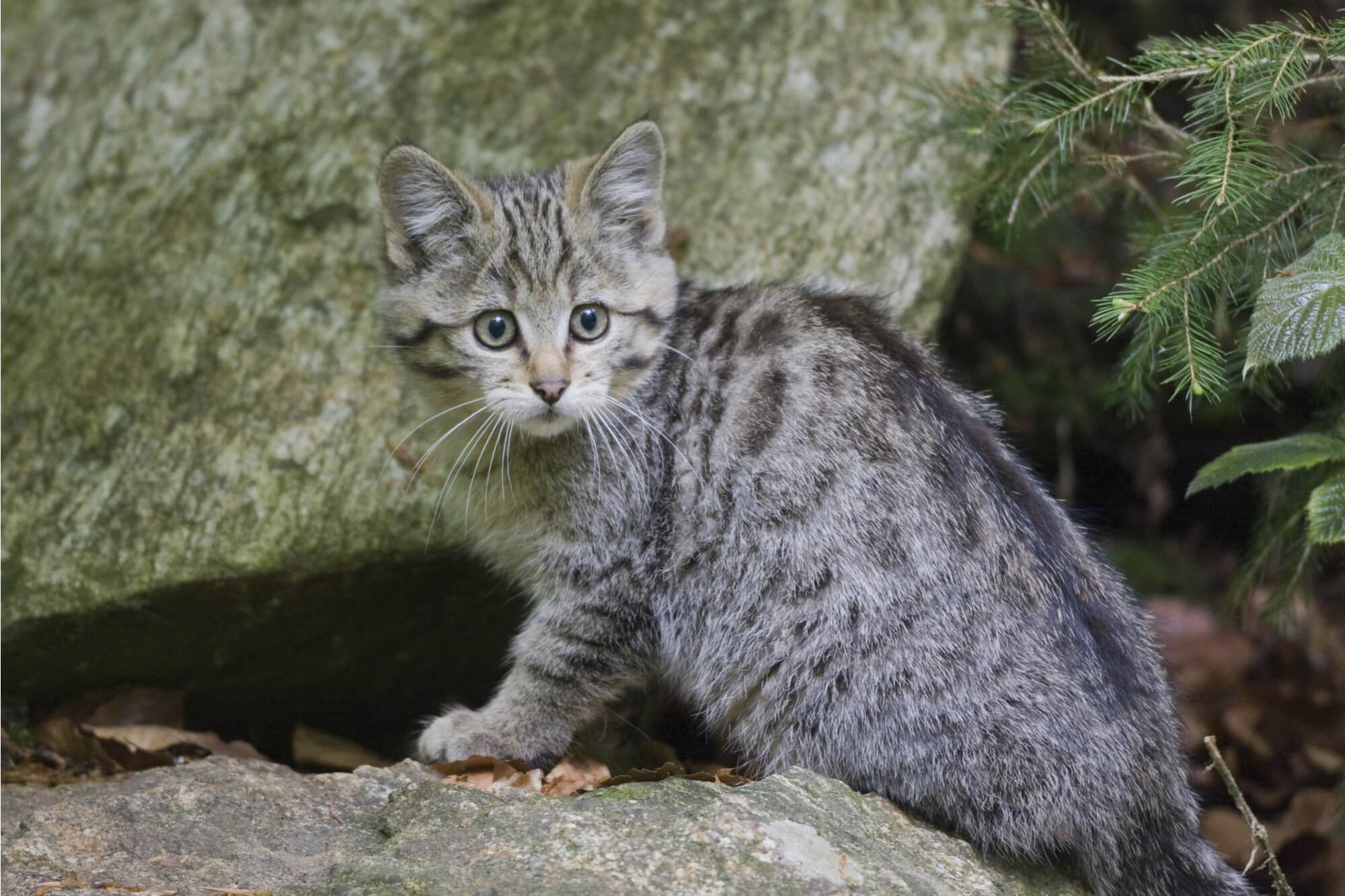 Wildkatze