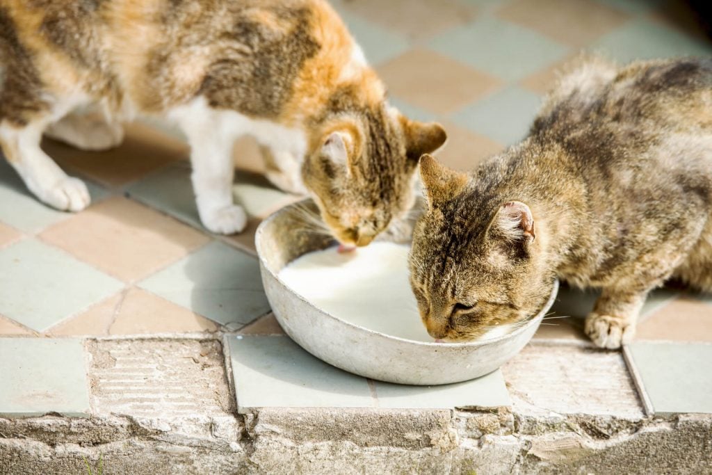 Drfen Katzen Milch Mit Wasser Verdnnt Trinken