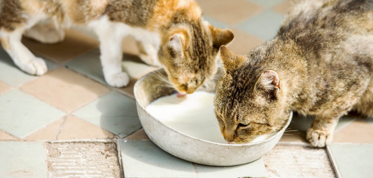 Was Passiert Wenn Katzen Milch Trinken www.mein-haustier.de