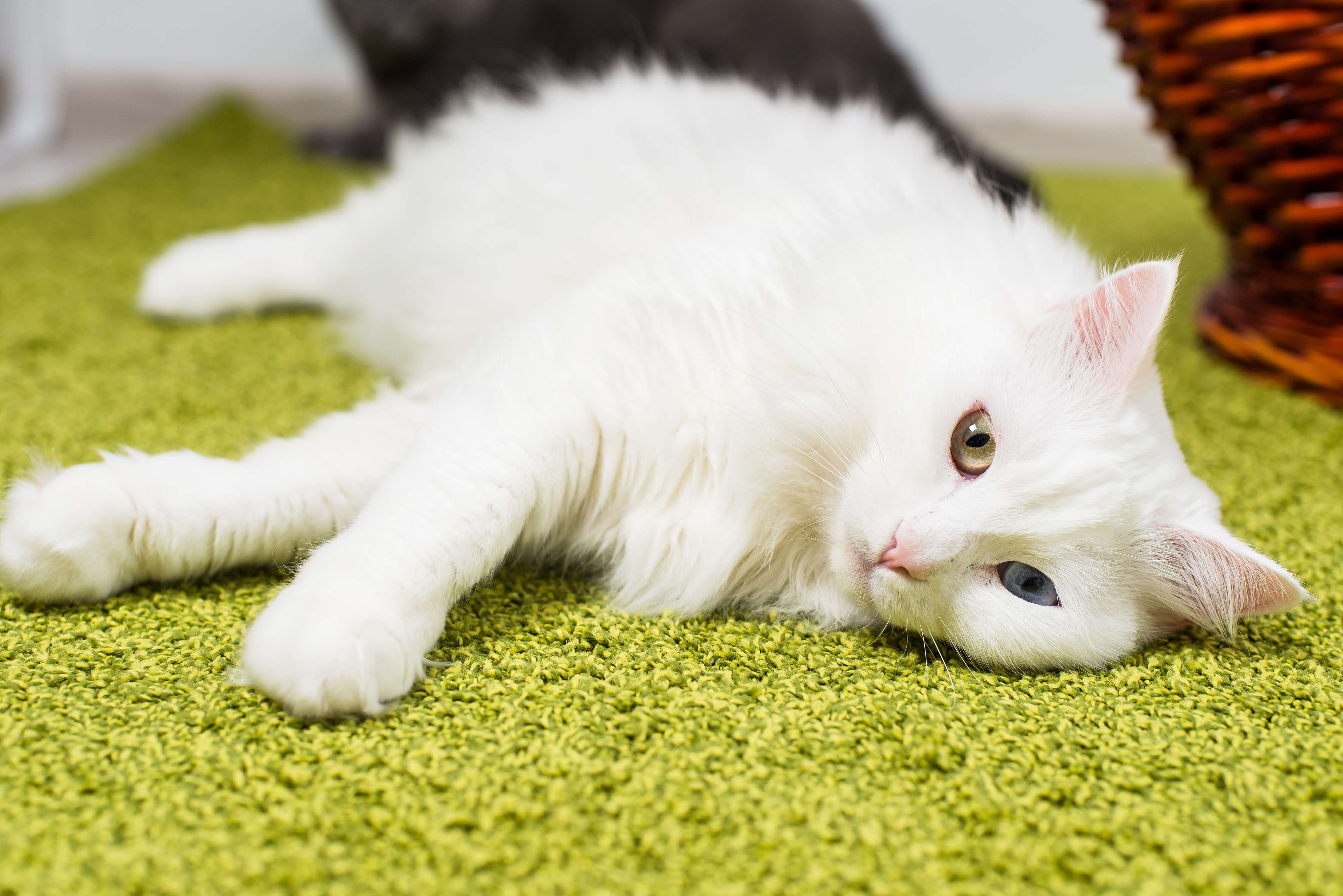 Türkisch Angora