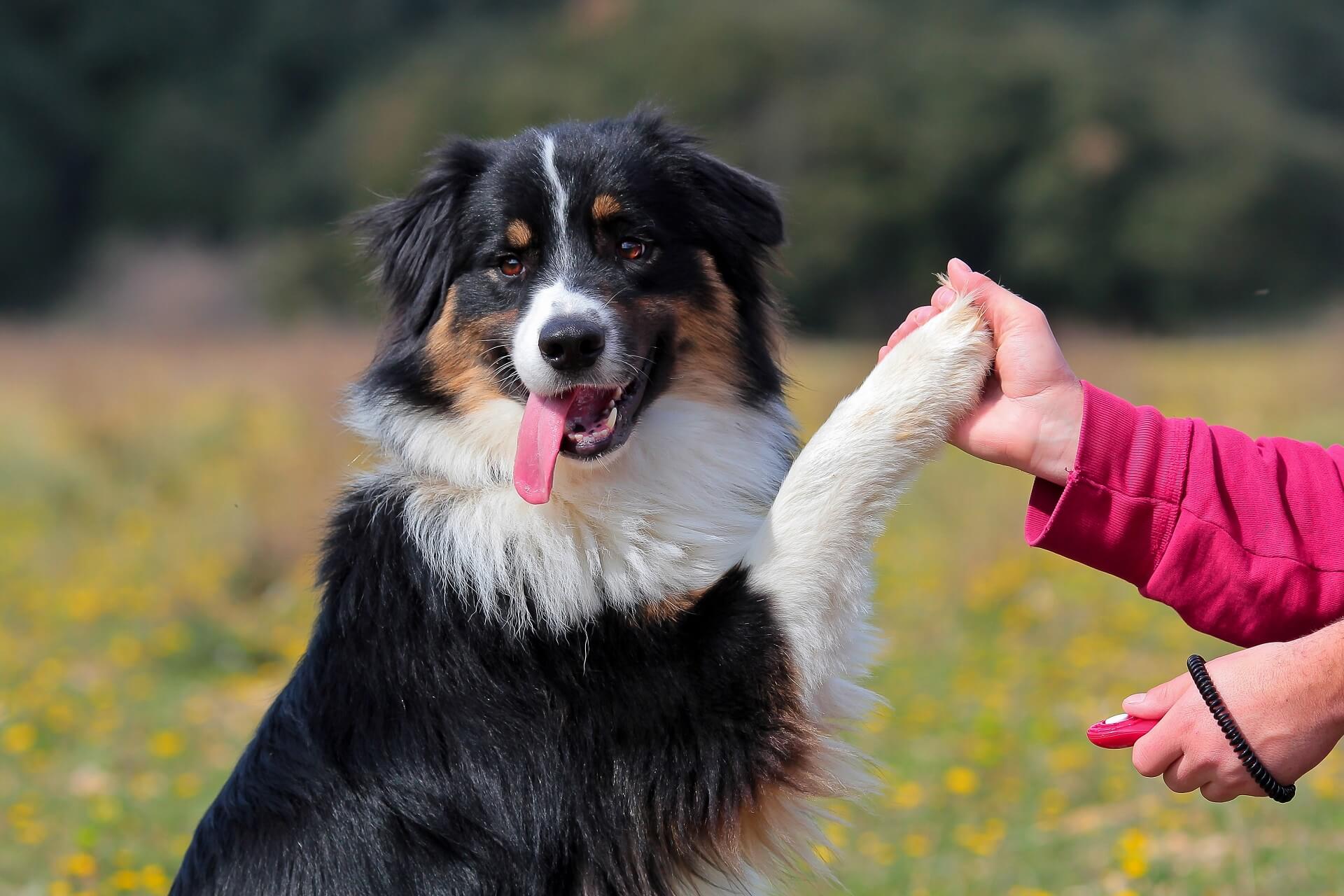 Overflødig kløft indrømme Australian Shepherd Steckbrief | Charakter, Wesen & Haltung