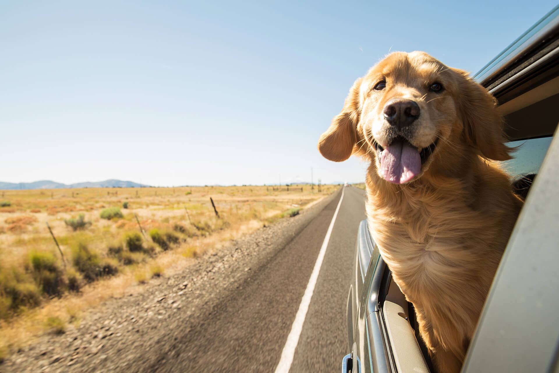 Reiseziele mit Hund: die schönsten Orte für euren Urlaub.