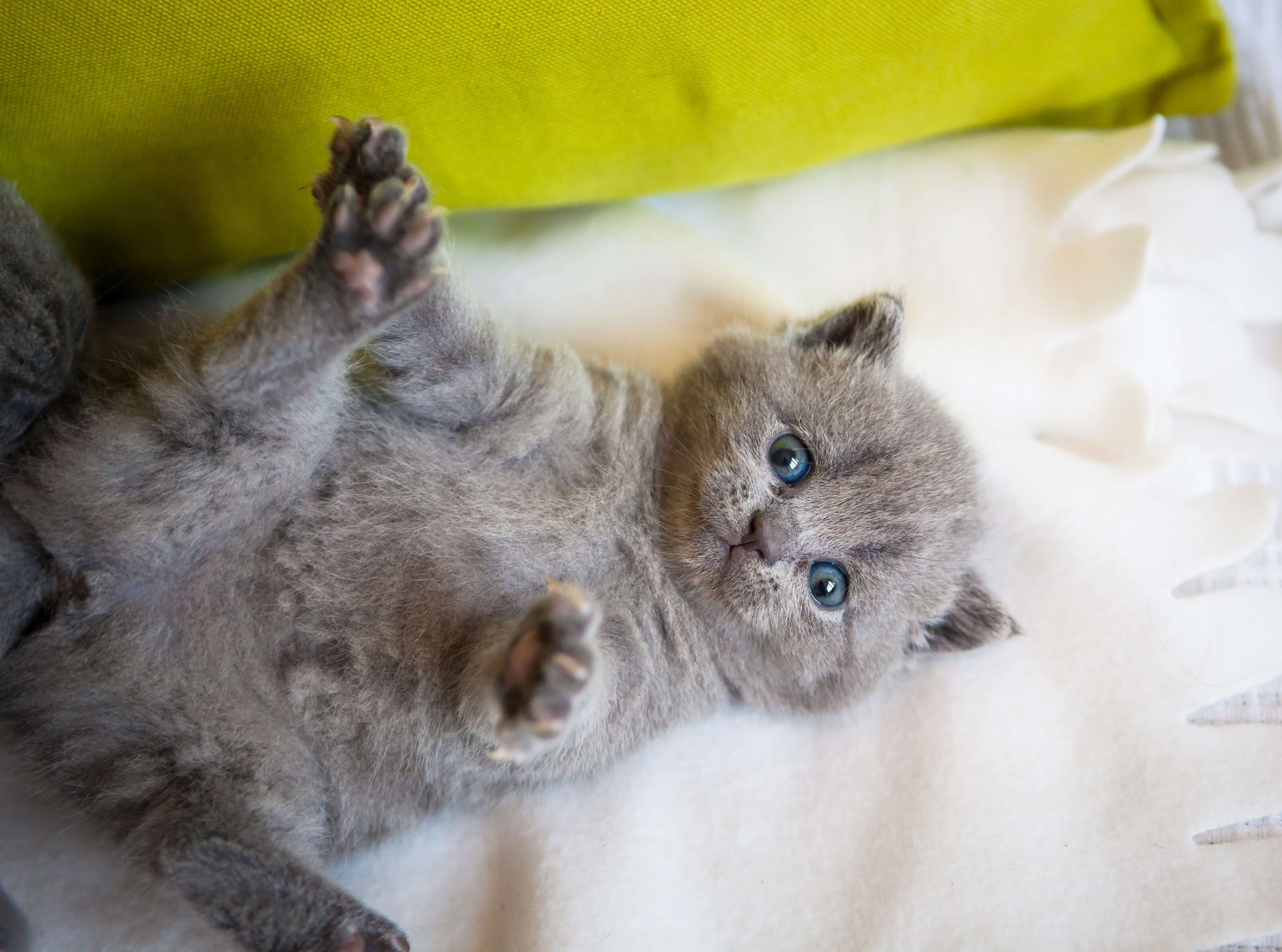 Kartäuser Katze
