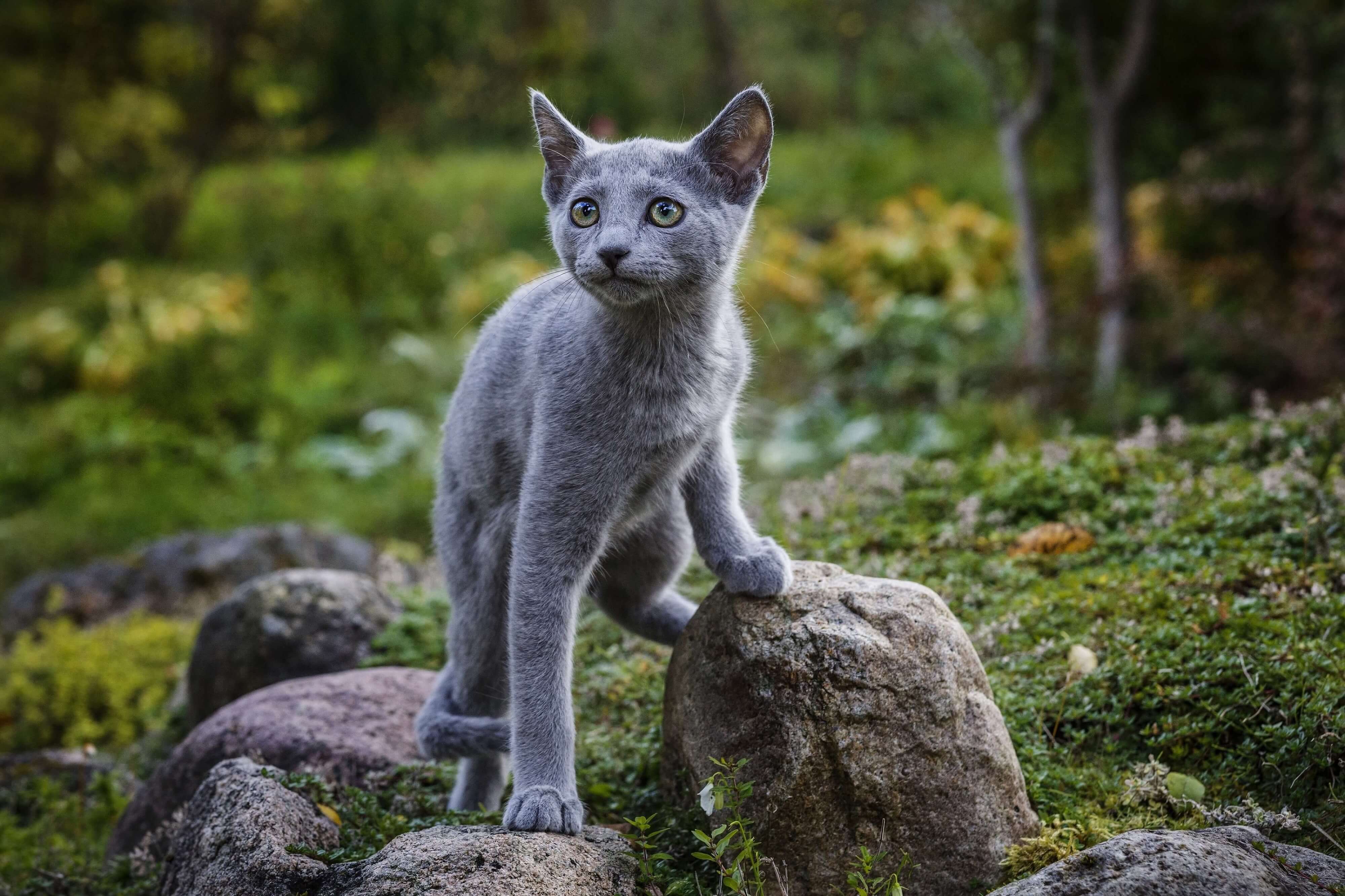Russisch Blau