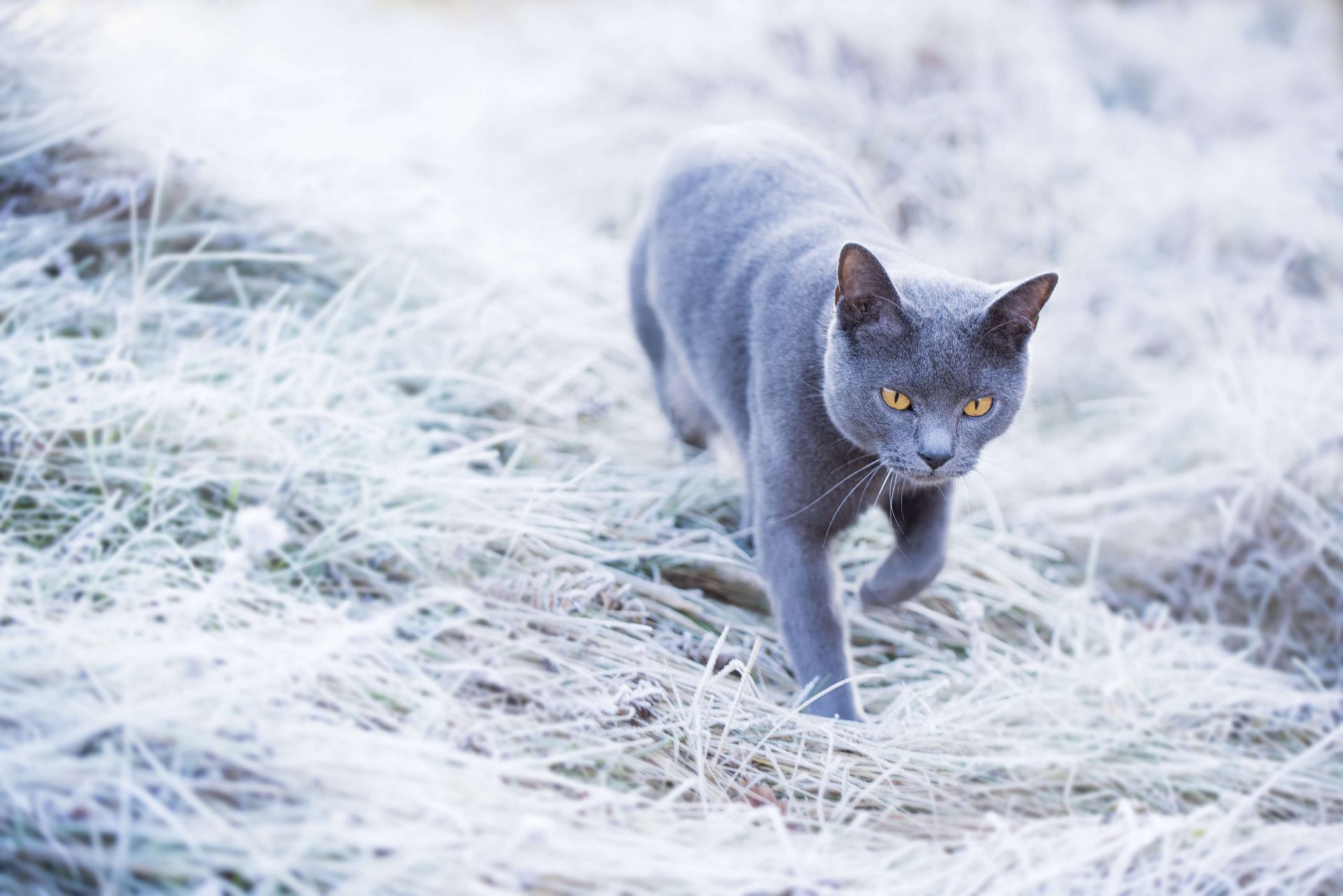 Kartäuser Katze läuft durch den Stroh