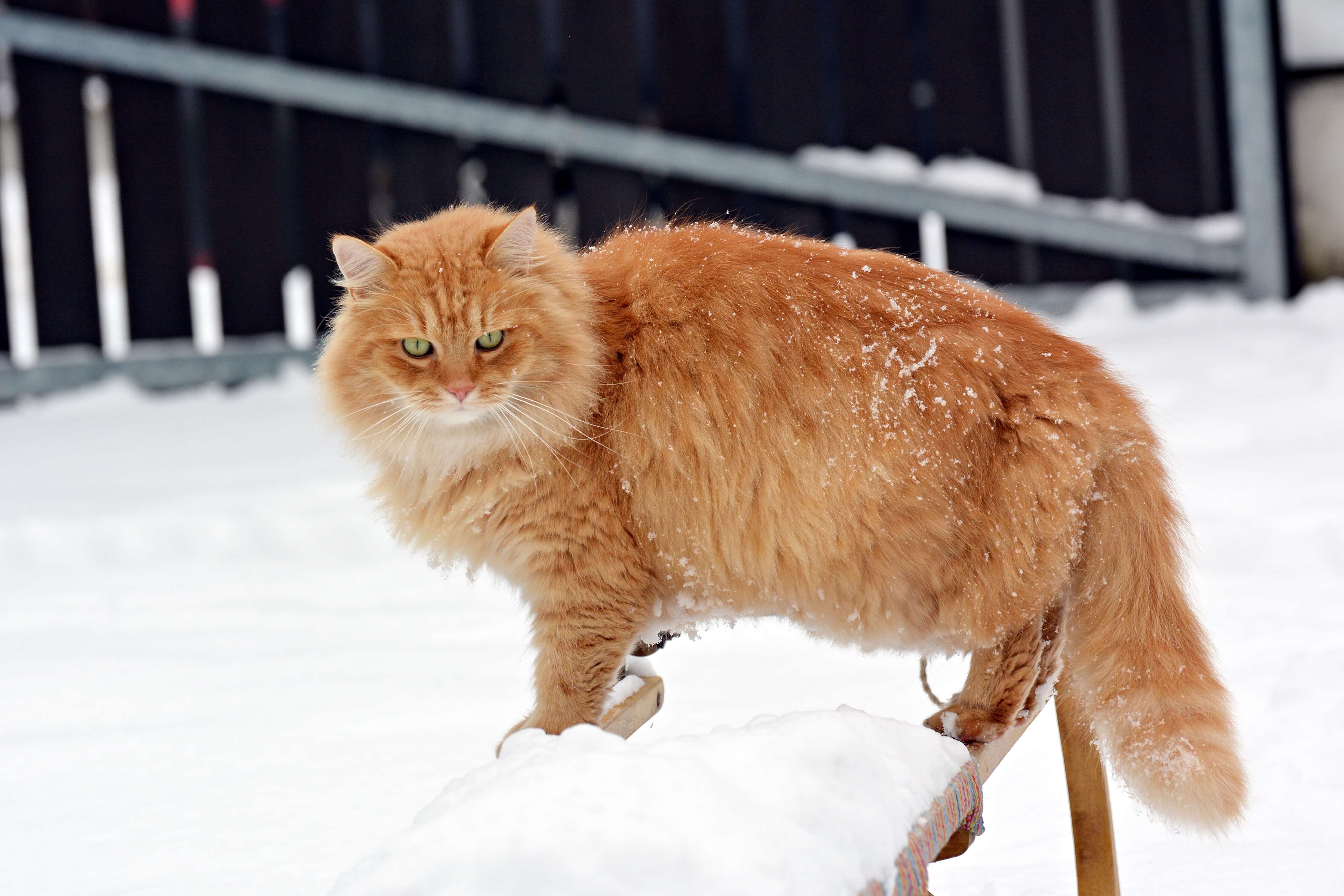 Sibirische Katze