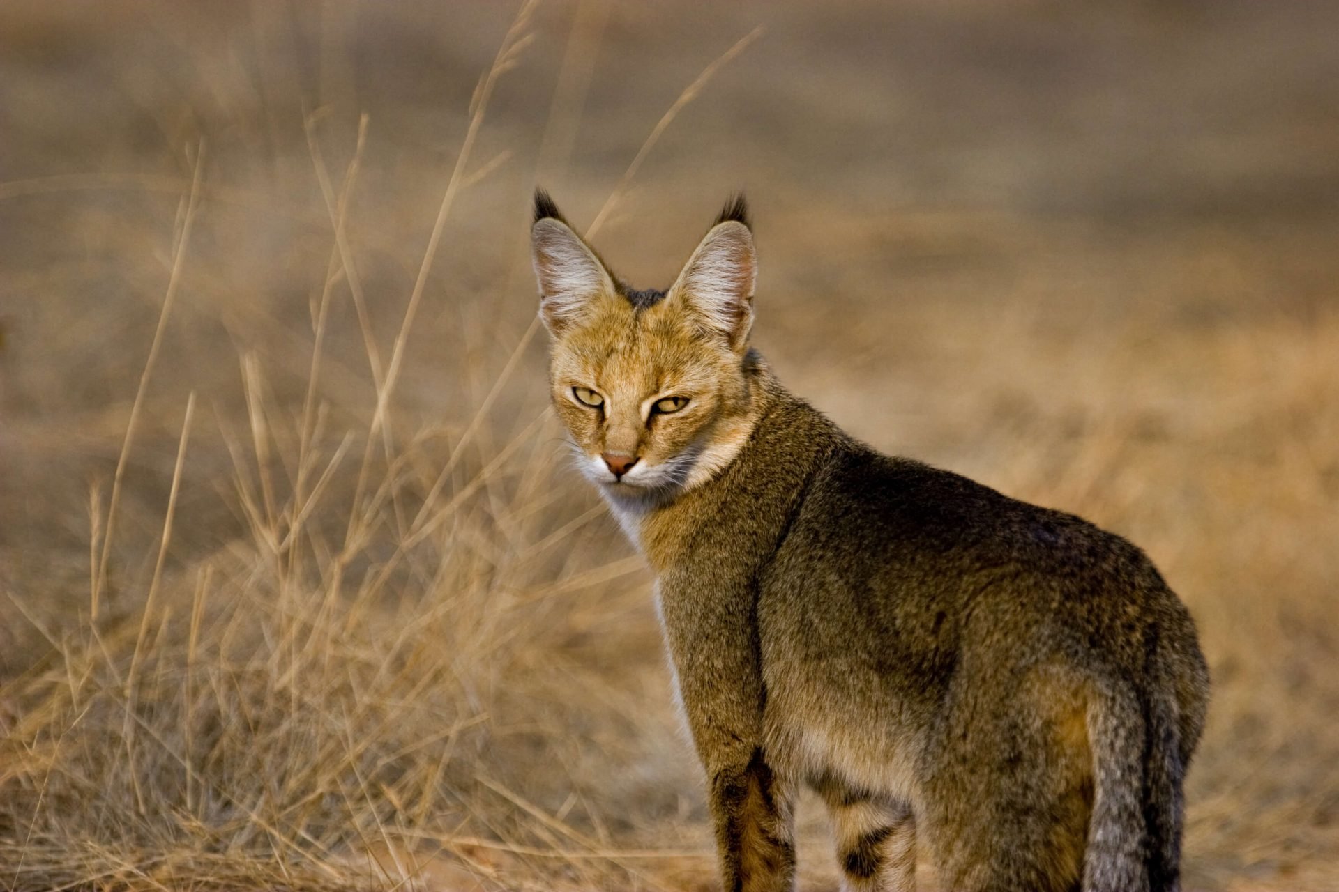 Rohrkatze in der Wildniss