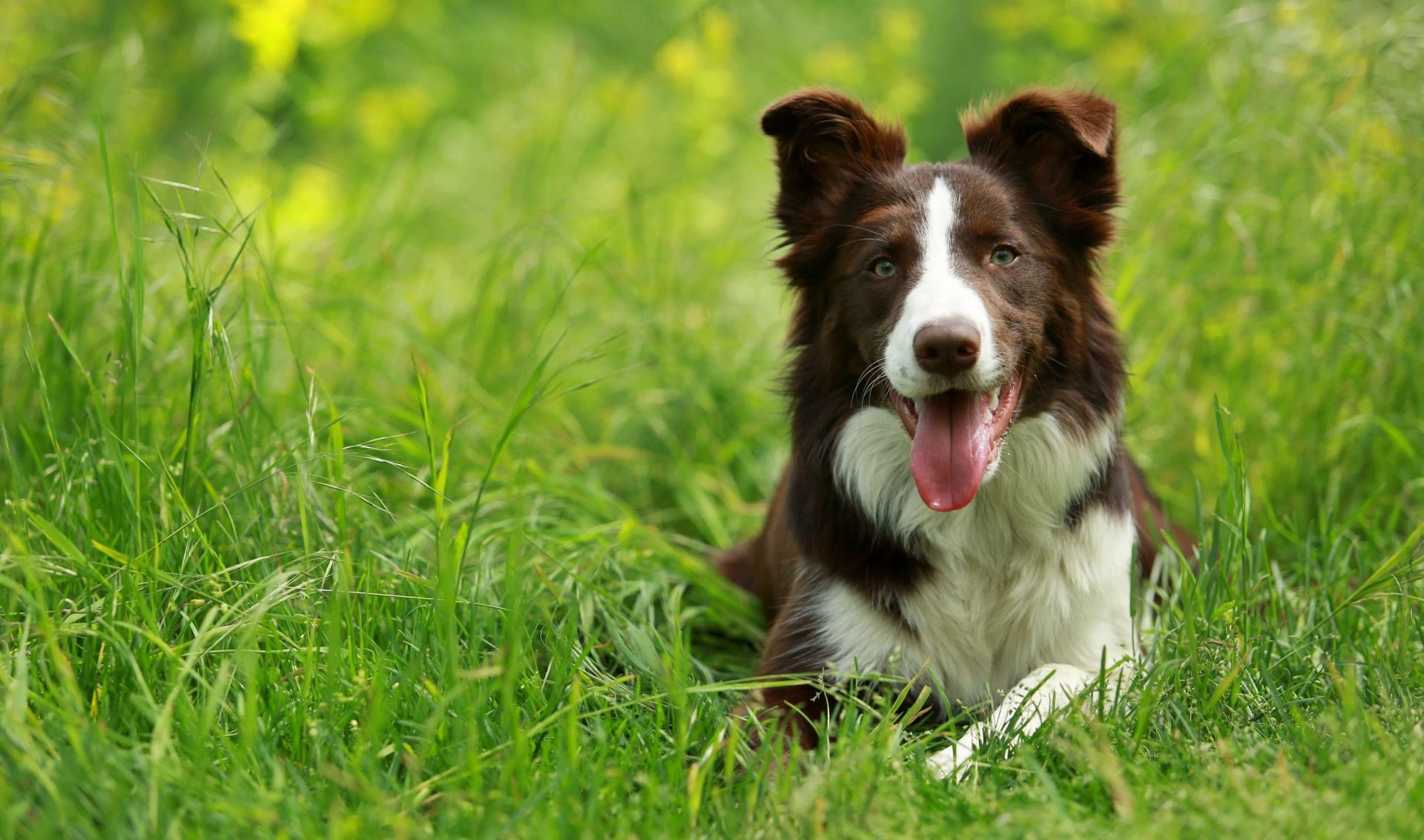 FCI-Gruppen - Border Collie