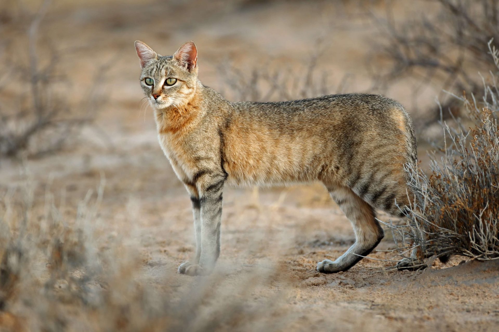 Eine Afrikanische Wildkatze