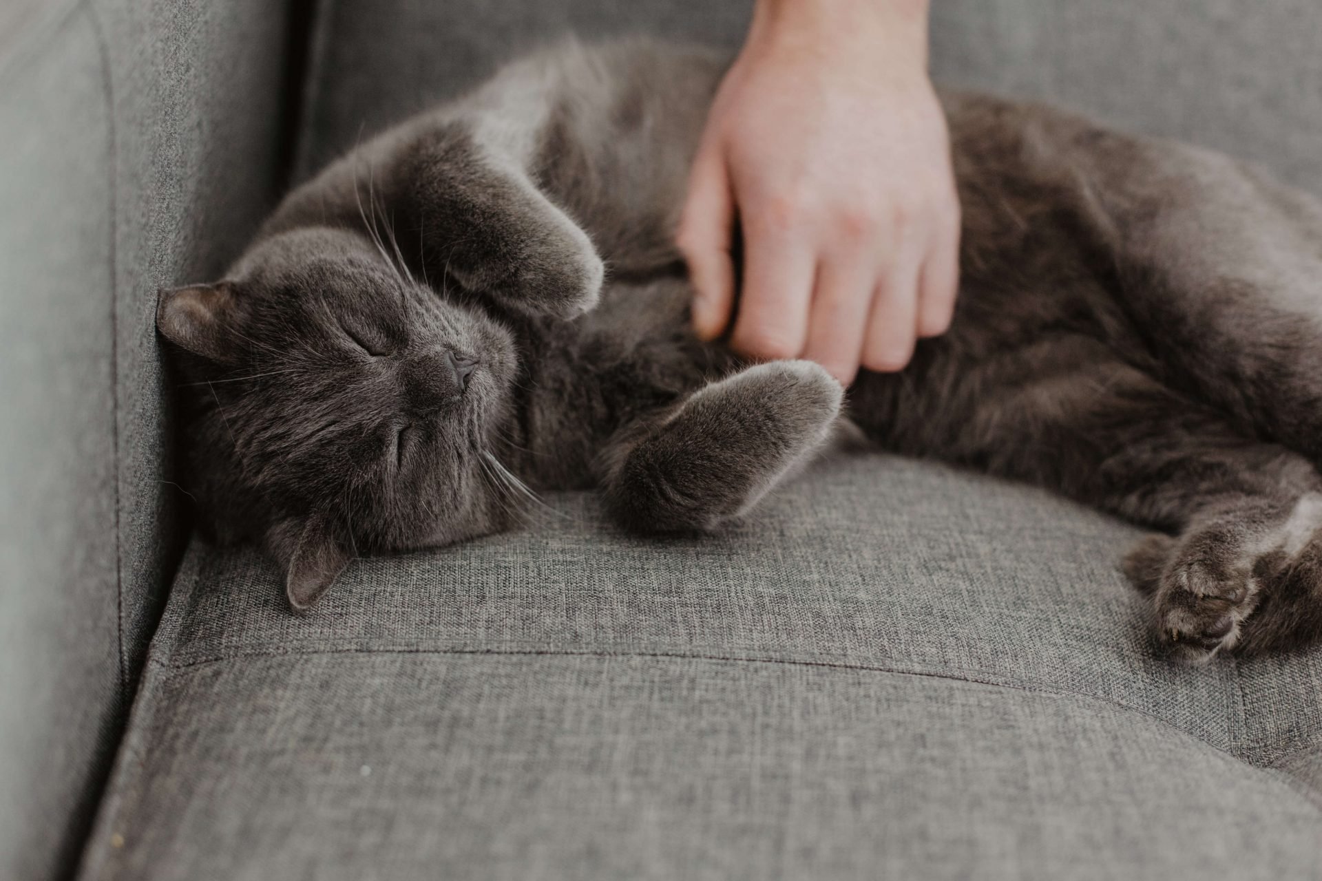 Kartäuser Katze kuschelt