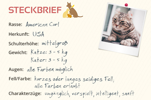 American Curl