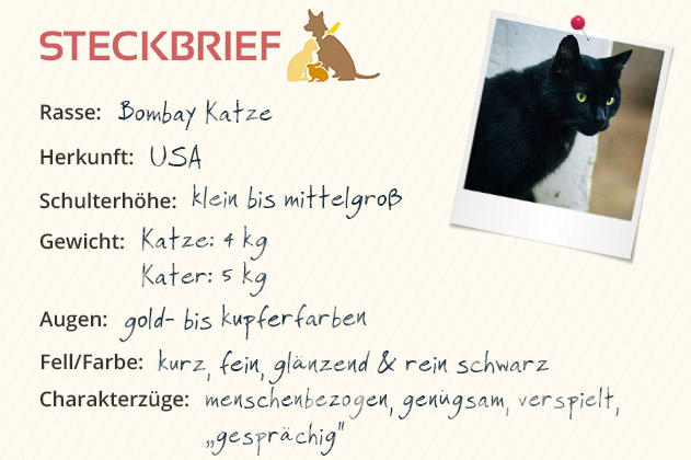 Bombay Katze