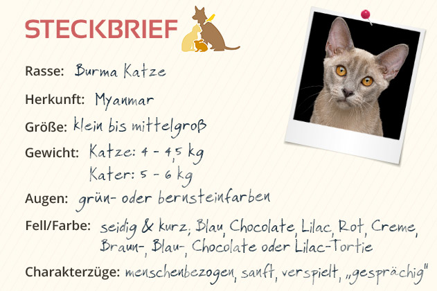 Burma Katze