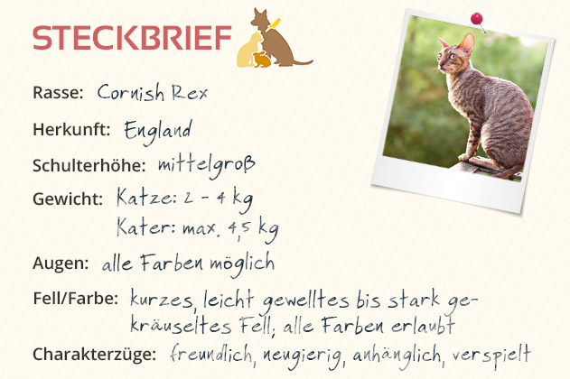 Cornish Rex