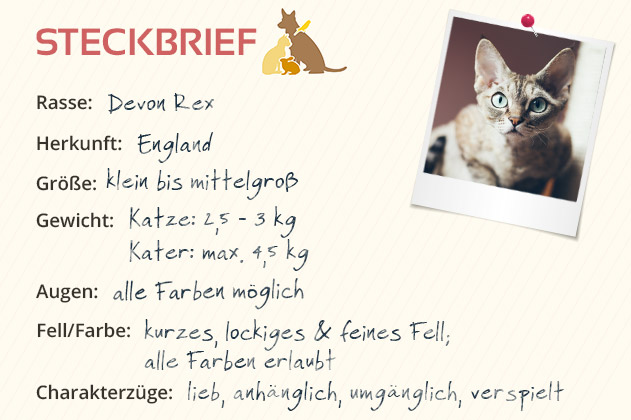 Devon Rex