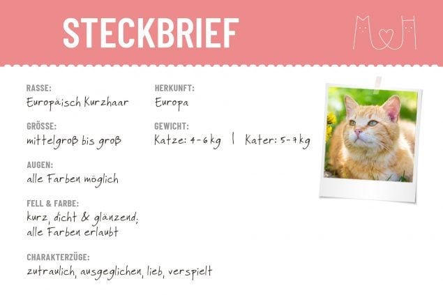 Europäisch Kurzhaar