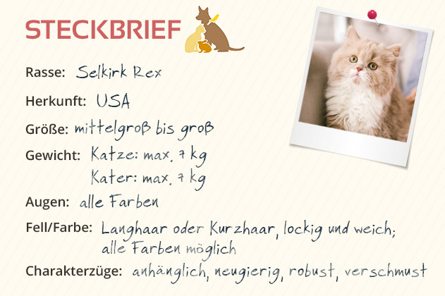 Selkirk Rex