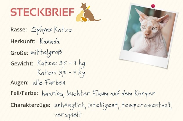 Sphynx Katze