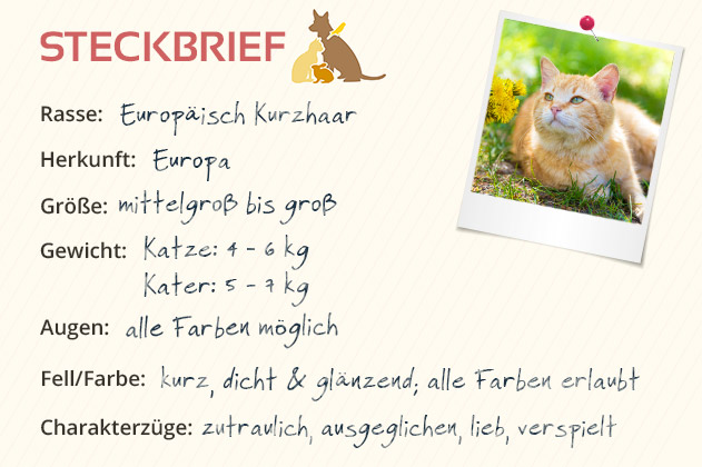 Europäisch Kurzhaar