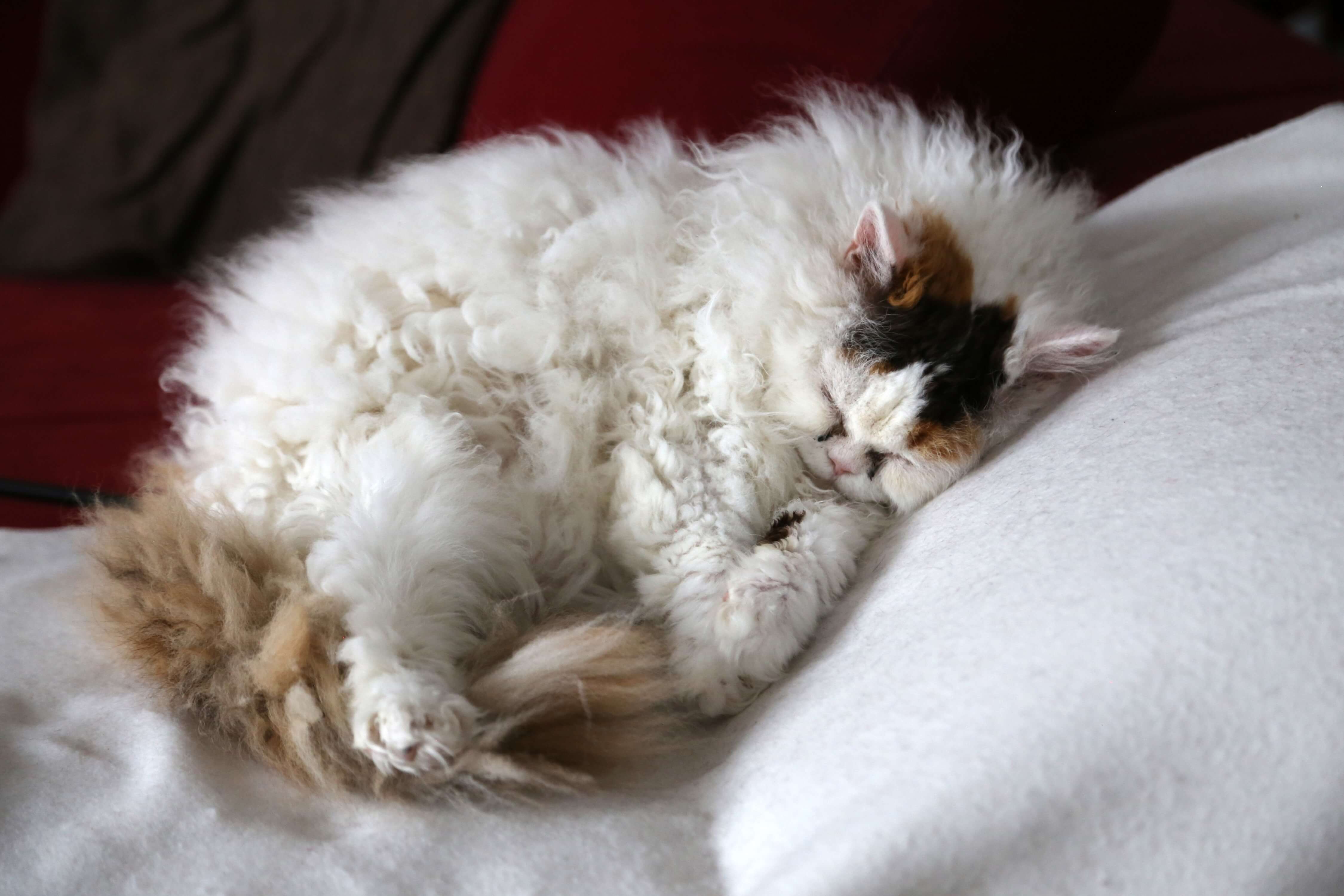 Selkirk Rex