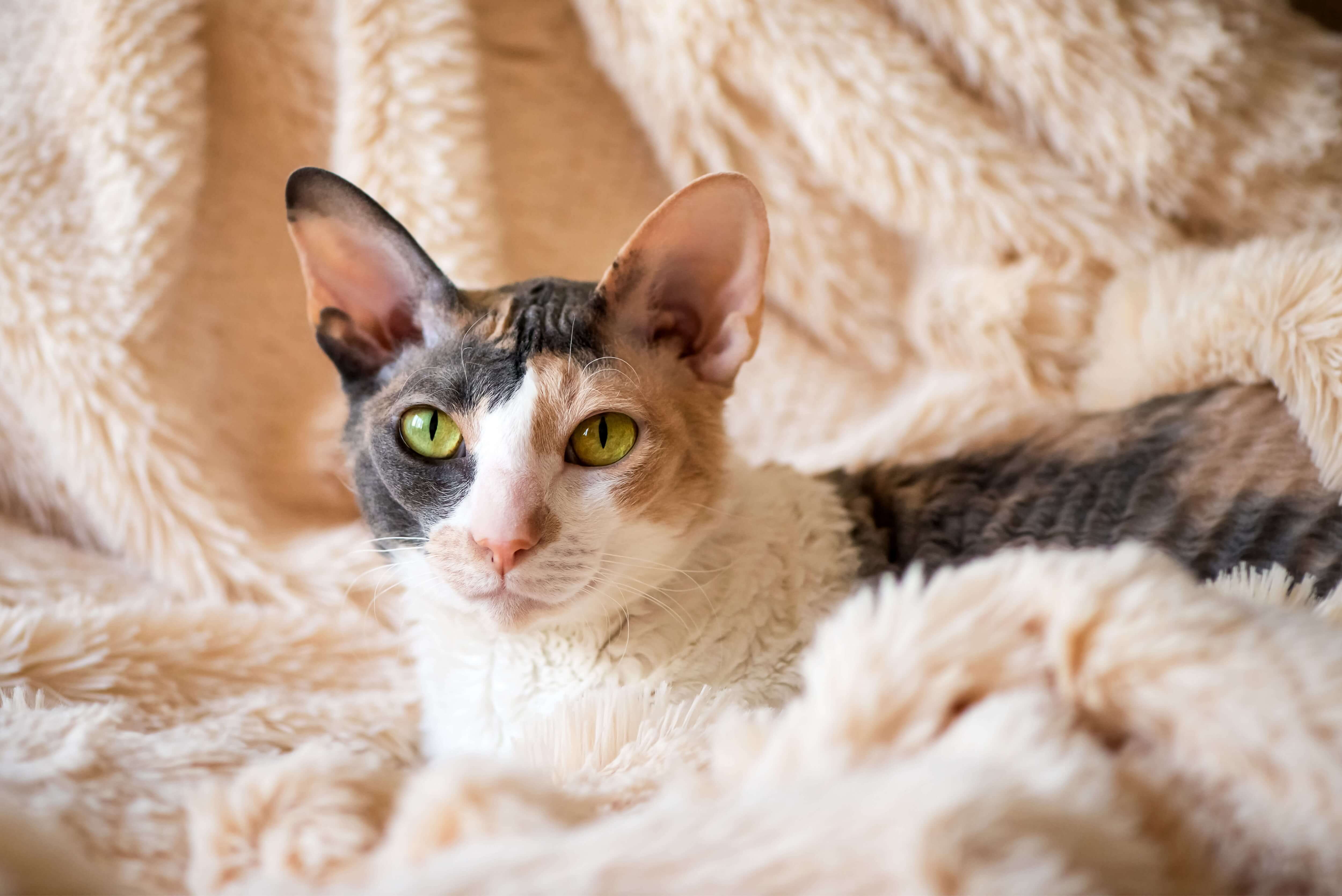 Cornish Rex