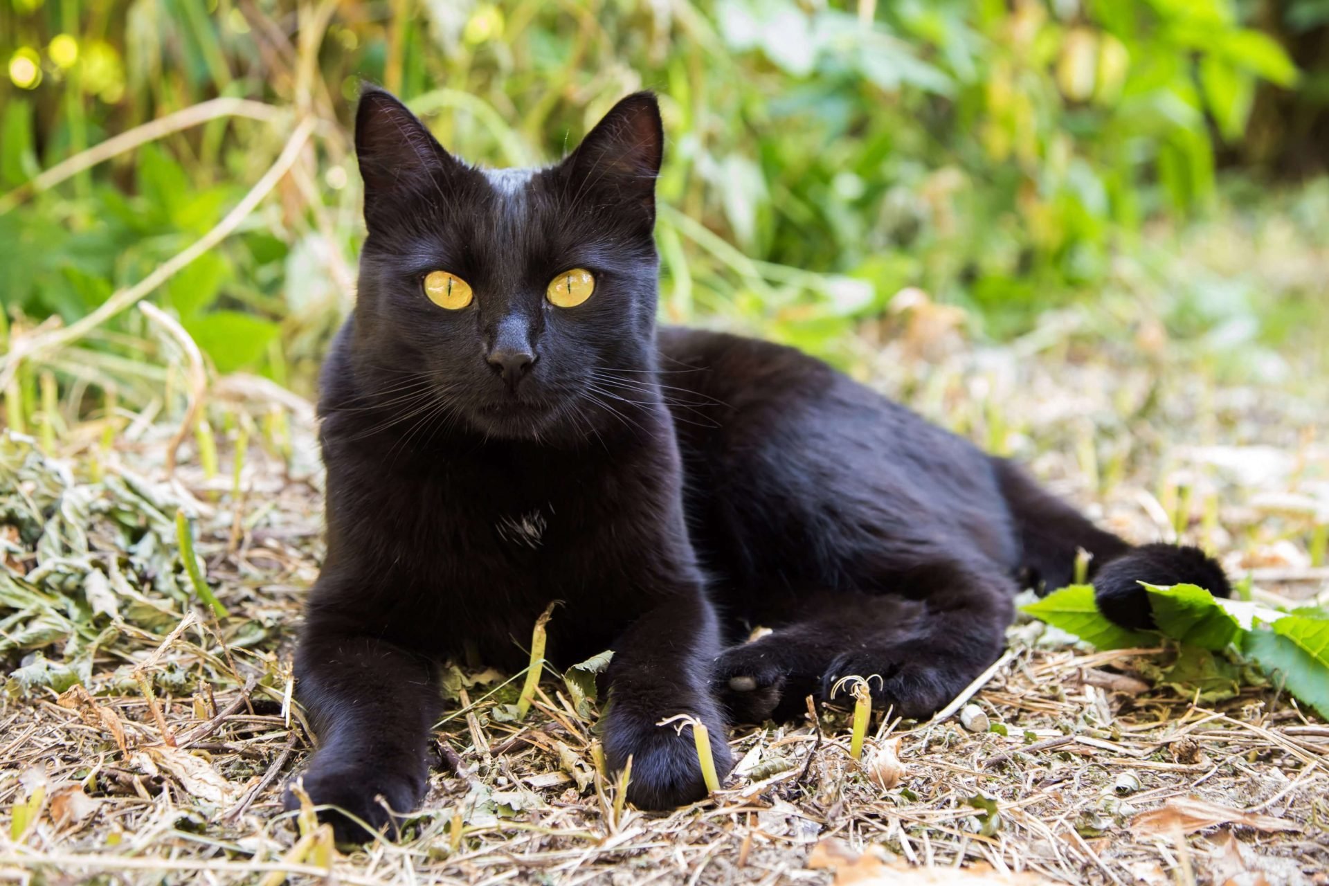 Bombay Katze Steckbrief | Mein Haustier