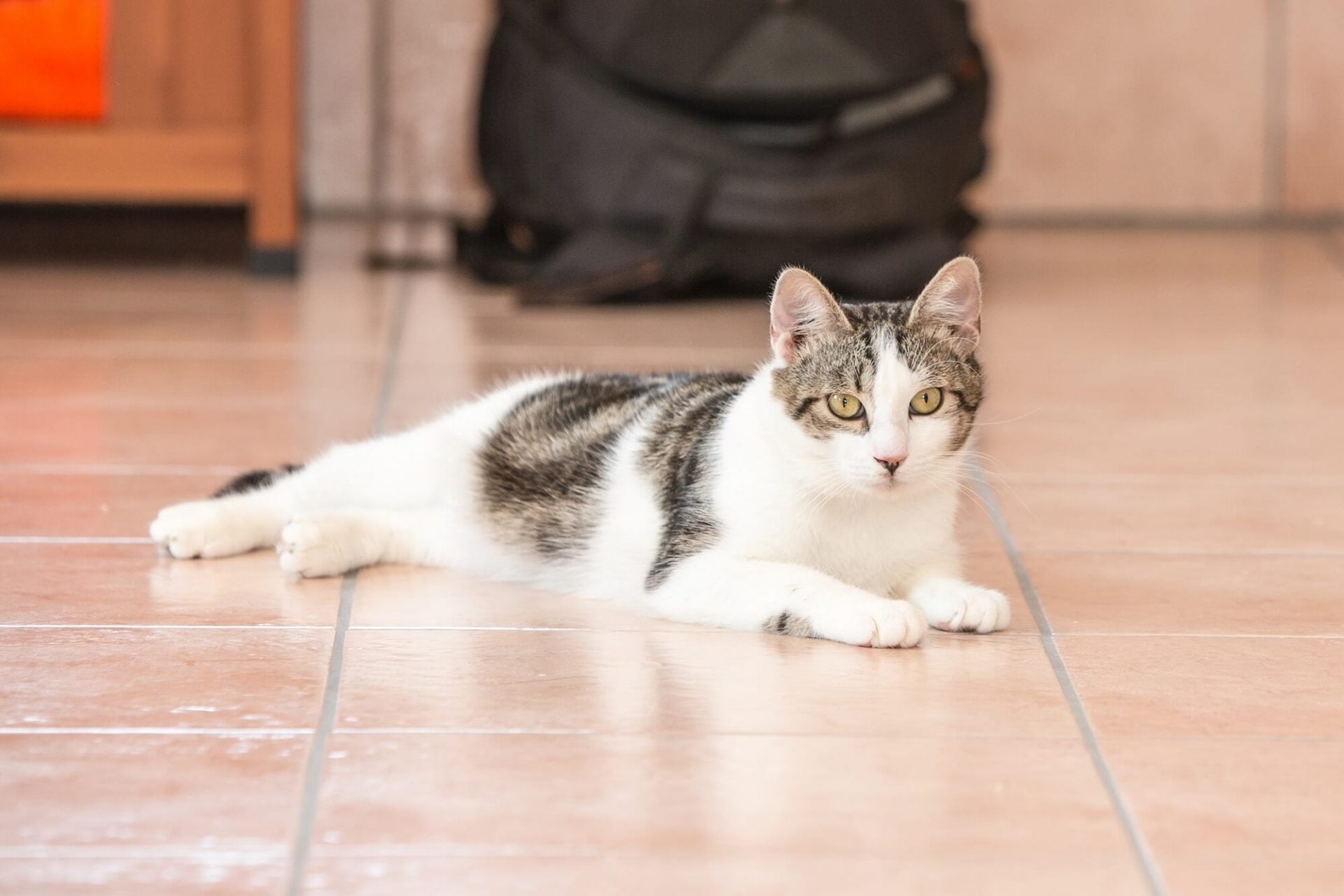 Europäisch Kurzhaar