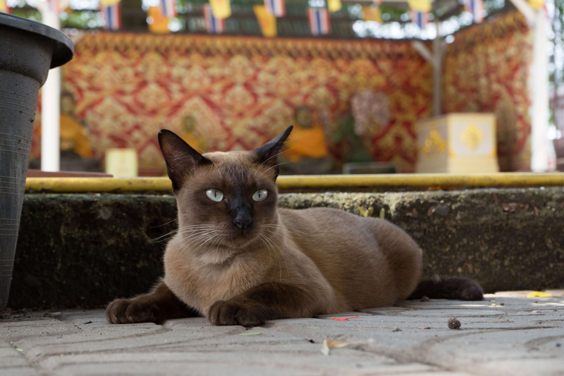Burma Katze liegt entspannt auf dem Boden