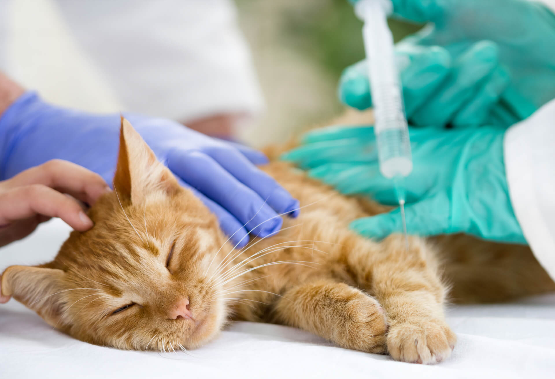 Ветеринар усыпить кошку