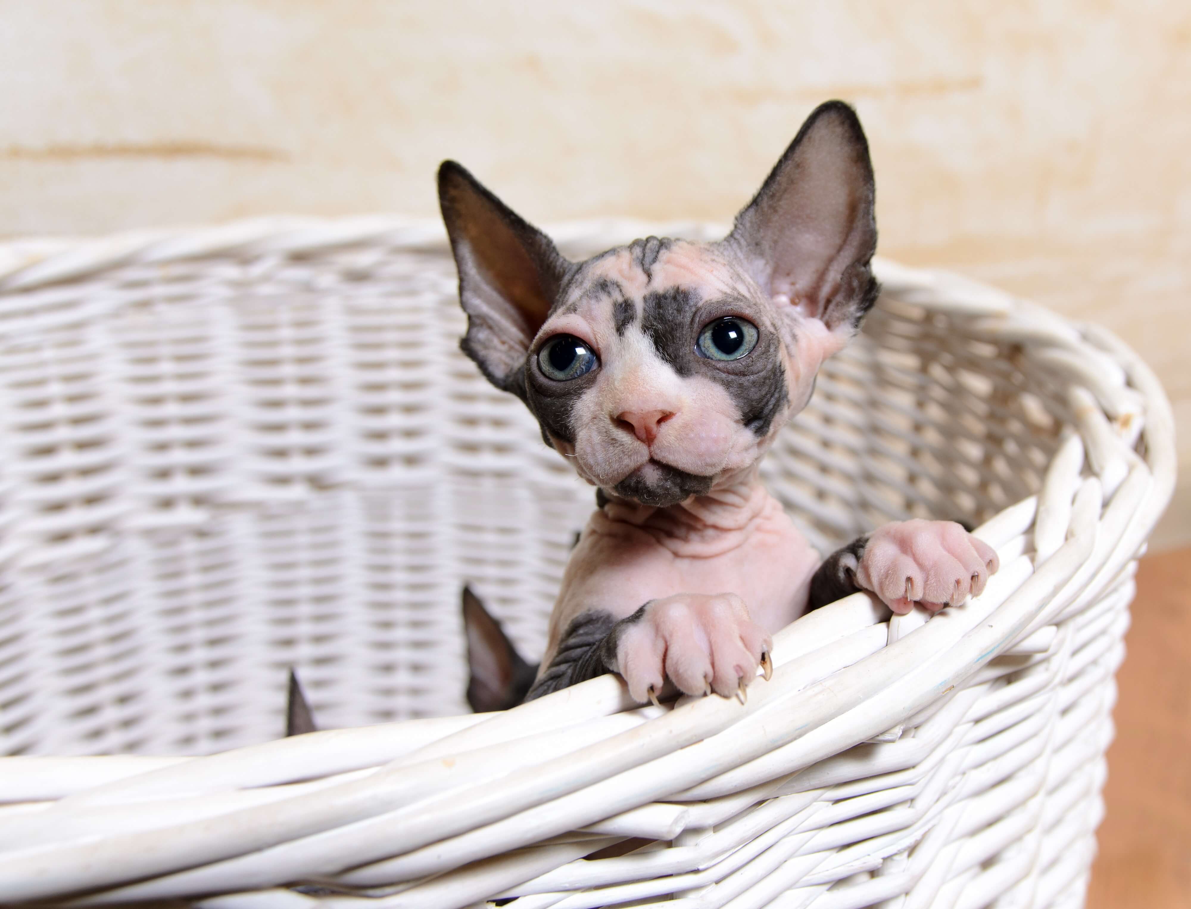 Sphynx Katze