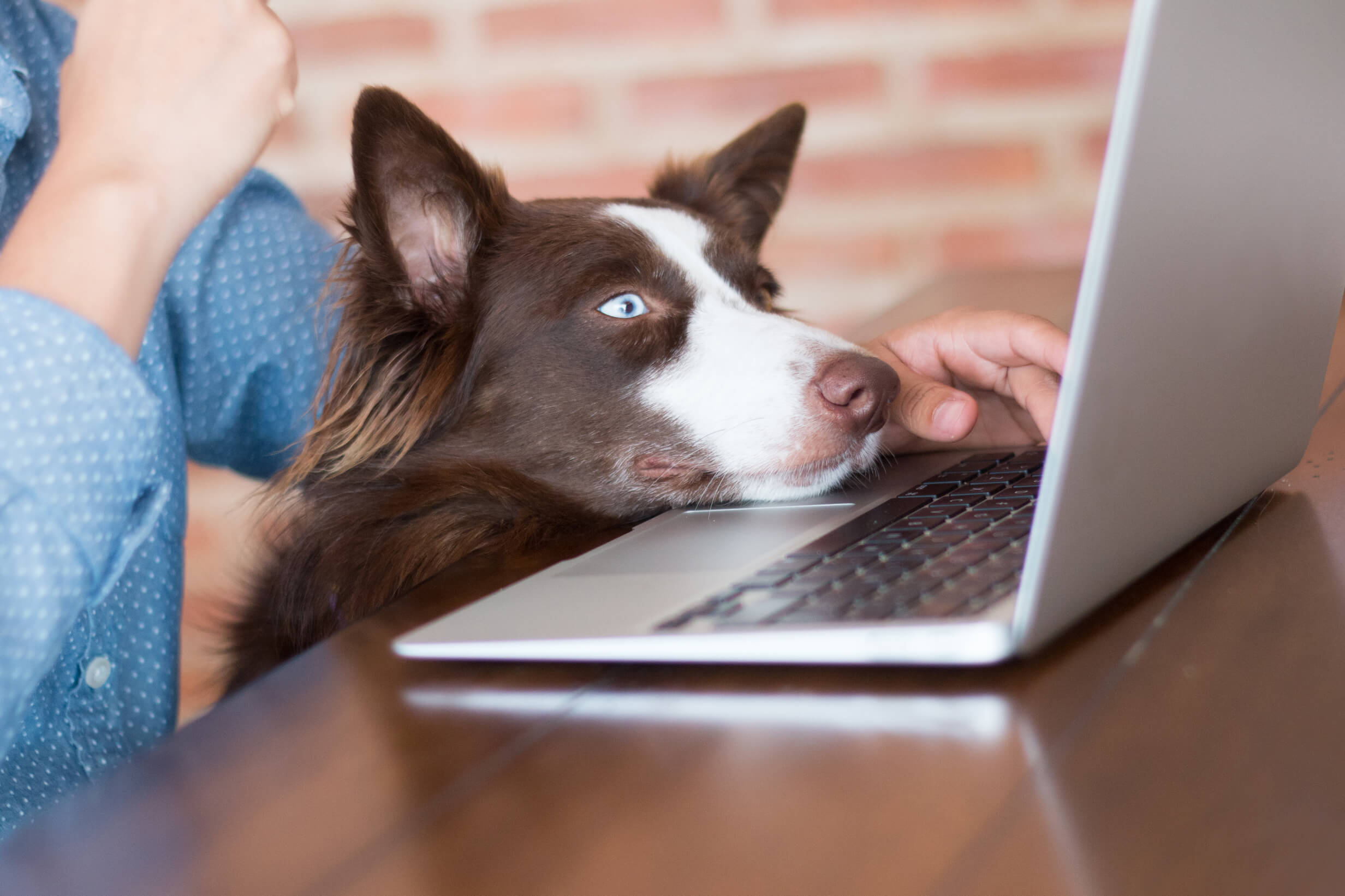 Berufe mit Hunden Eine Übersicht der 10 beliebtesten Berufe