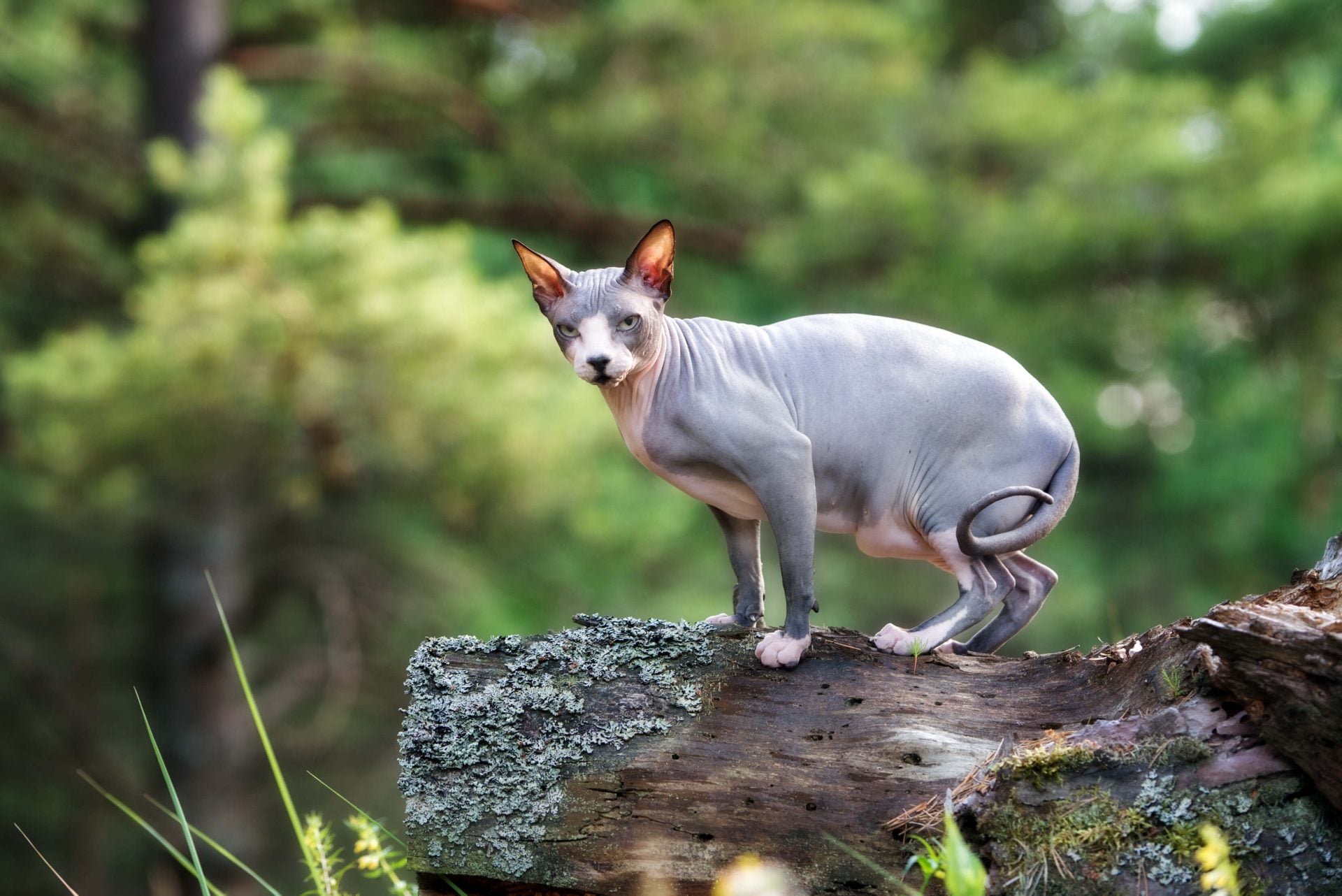 Sphynx Katze steht auf einem Stück Holz