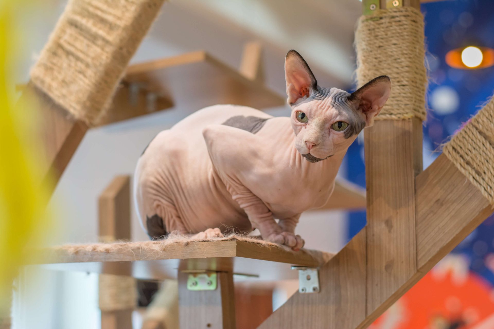 Sphynx Katze sitzt auf einem Kratzbaum