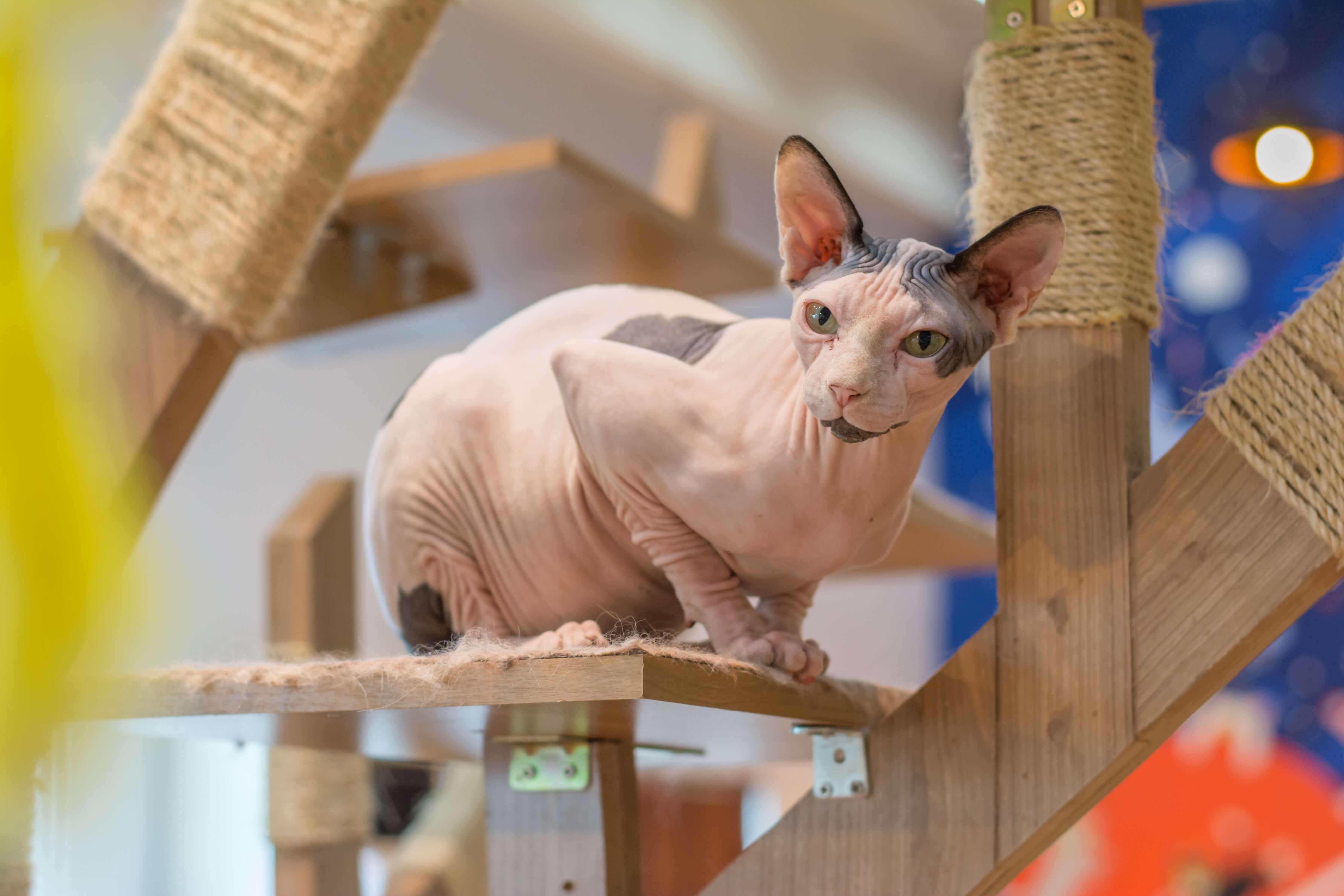 Sphynx Katze
