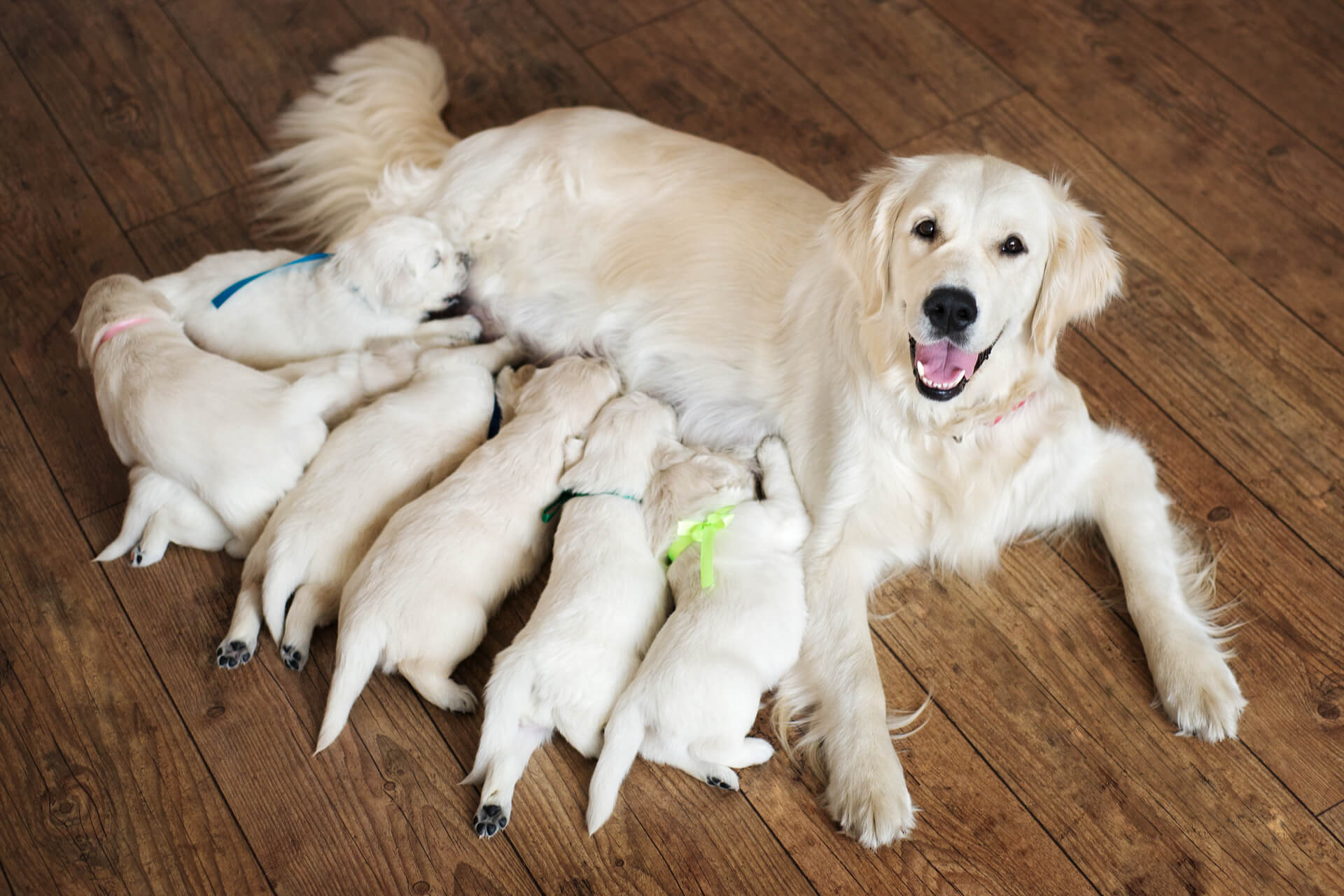 welche farbe hat ein golden retriever