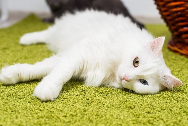 Türkisch Angora liegt auf grünen Teppich