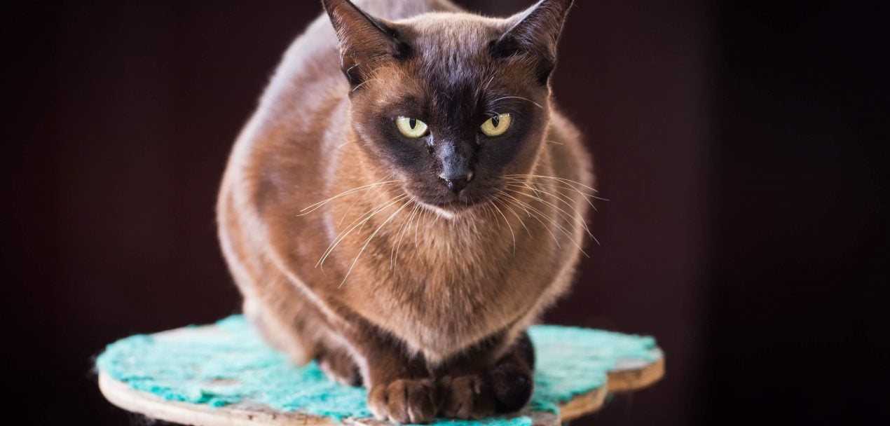 Burma Katze - Die orientalische Tempelkatze im Portrait