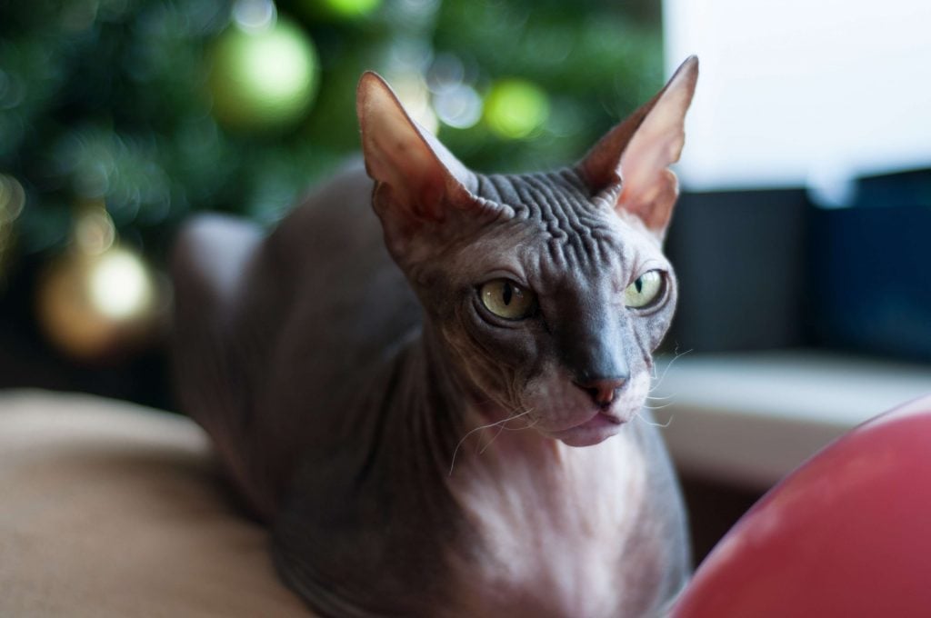 Sphynx Katze liegt entspannt